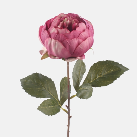 Peonia