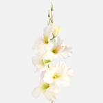 Cream/Lt. Yellow/Green Center (G190K-31)