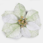 White/Lt. Green (W736S-01)