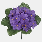 Violet (Q372-02)