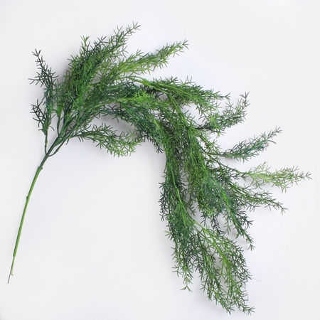 Asparagus zwisający
